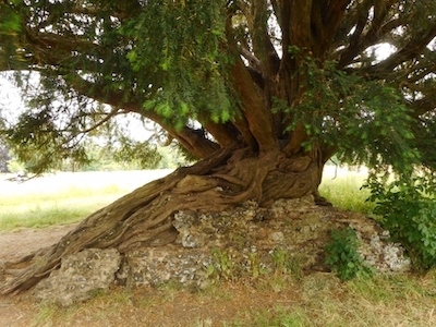 yew